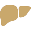 Liver
